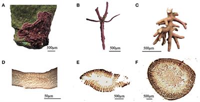 Light Absorption in Coralline Algae (Rhodophyta): A Morphological and Functional Approach to Understanding Species Distribution in a Coral Reef Lagoon